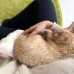 モヤさま「後楽園の猫カフェ」の場所・料金など!!